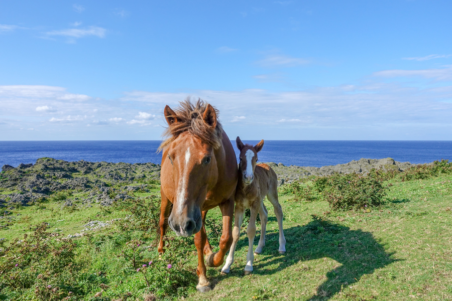 東崎の草原と馬